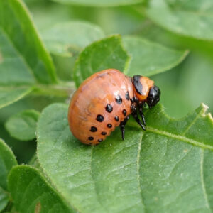 Colorado Potato Beetle