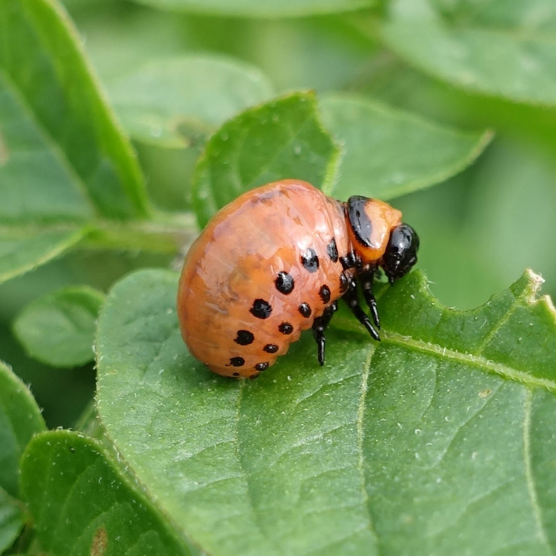 colorado potato beetle larva