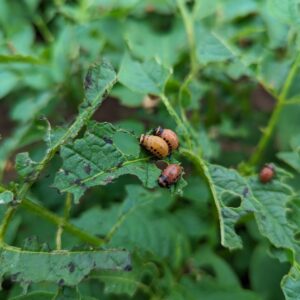 Colorado Potato Beetle Management