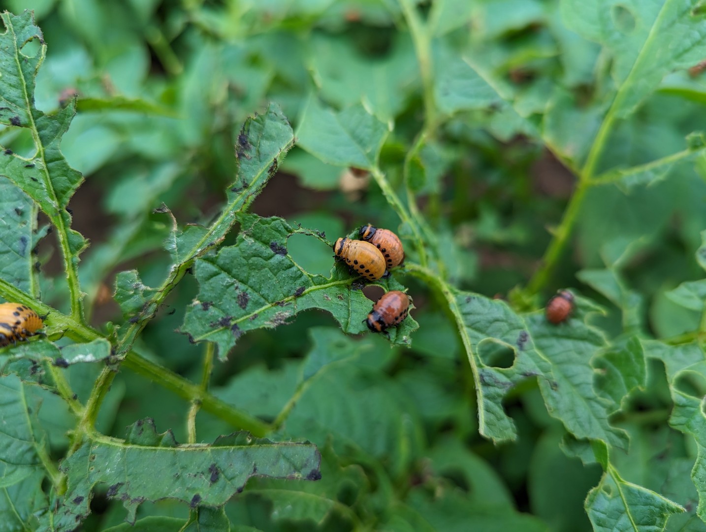 cpb larvae and plant damage