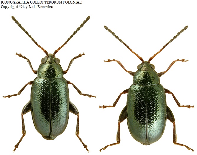 crucifer flea beetle