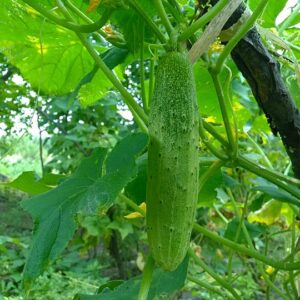 cucumber
