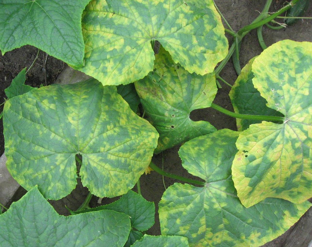 cucumber mosaic virus symptoms