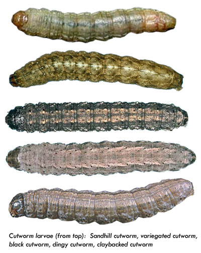 cutworm larvae