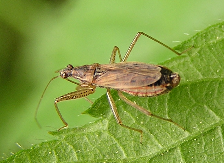 damsel bug