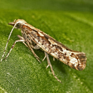 Diamondback Moth