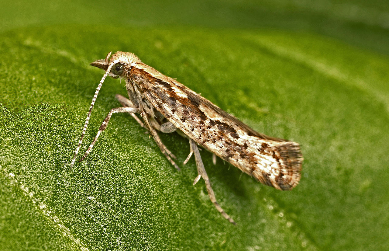 diamondback moth adult