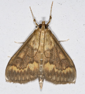 european corn borer adult