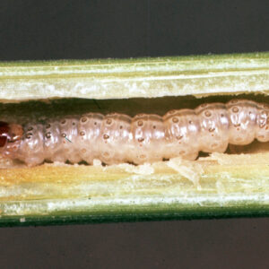 European Corn Borer