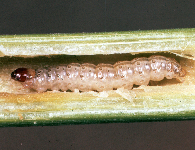 european corn borer larvae