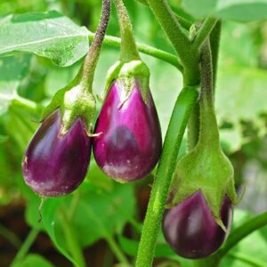 eggplant