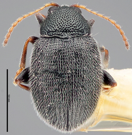 eggplant flea beetle
