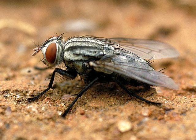 flesh fly
