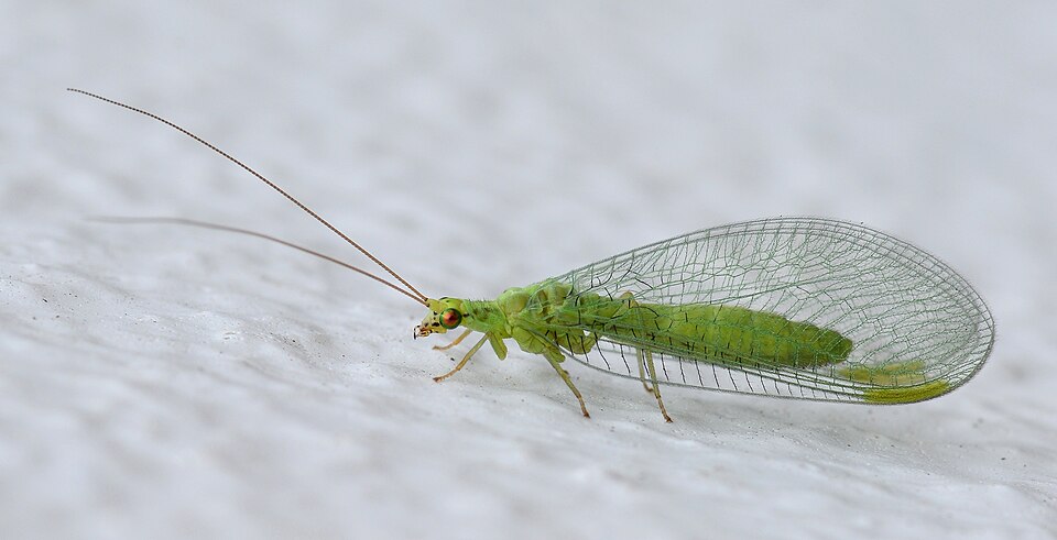 green lacewing adult