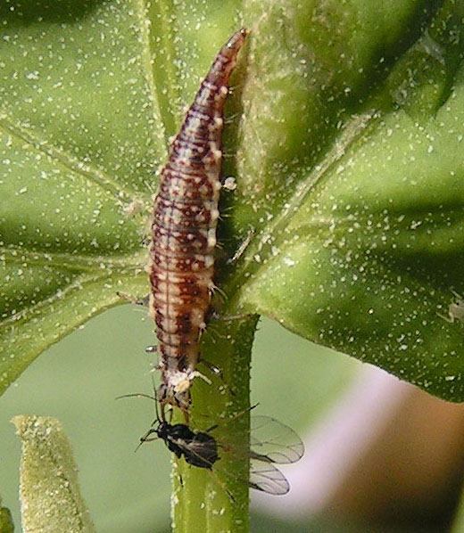 lacewing larva