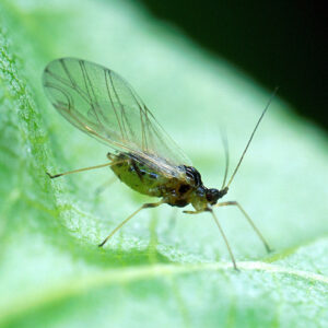 Aphids