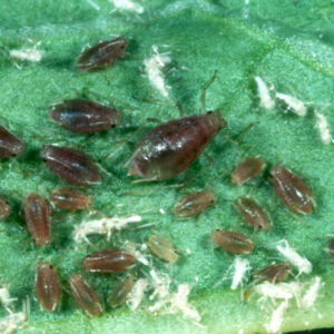 Potato Virus Y Management