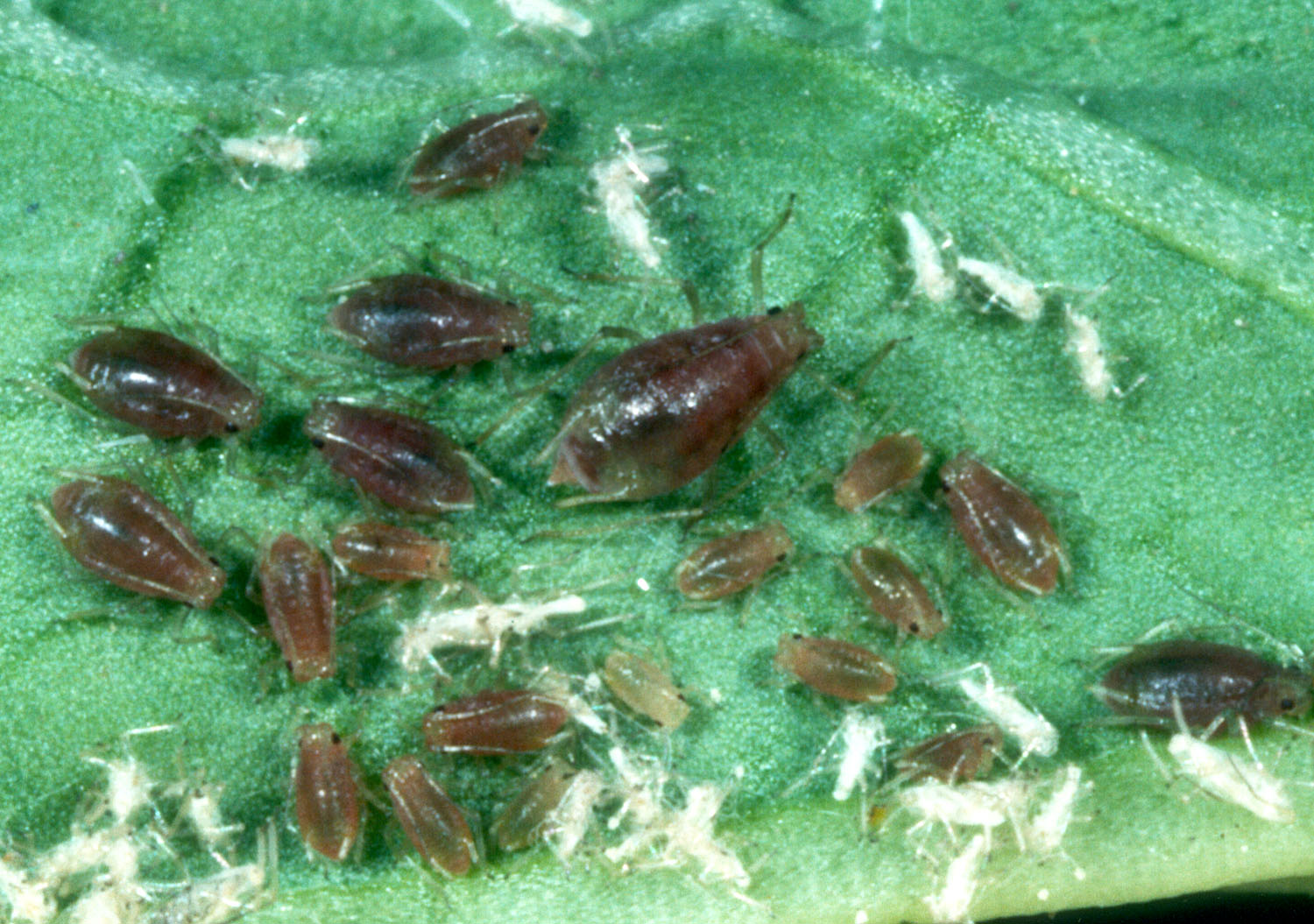 green peach aphids