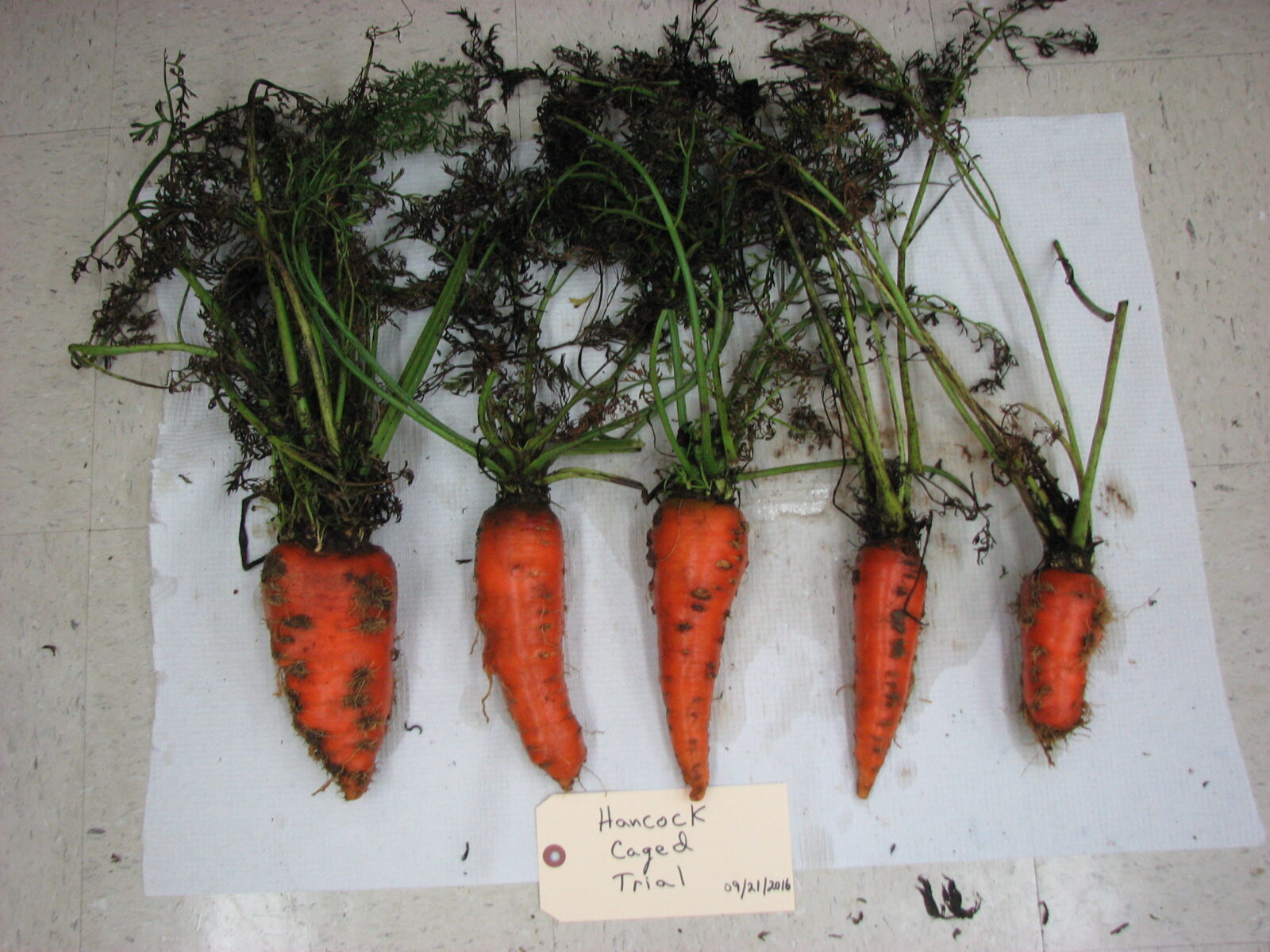 carrots showing aster yellow symptoms