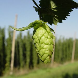 hops