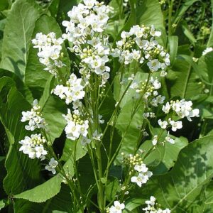 horseradish