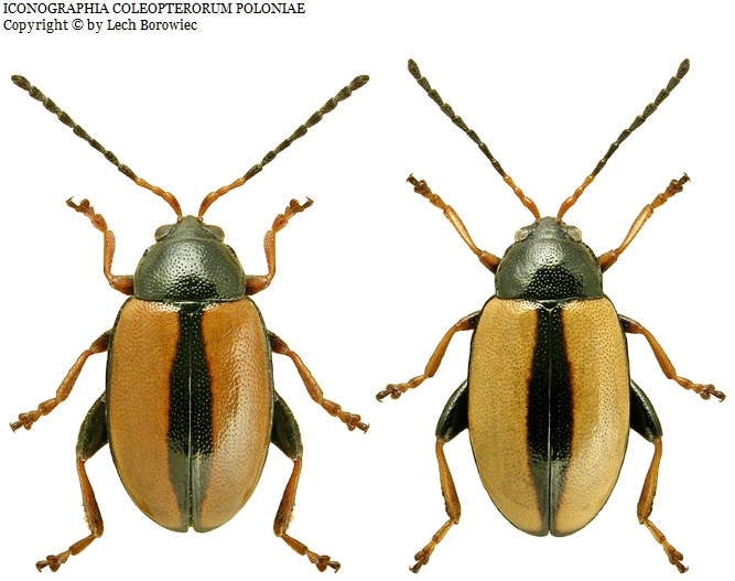 horseradish flea beetle