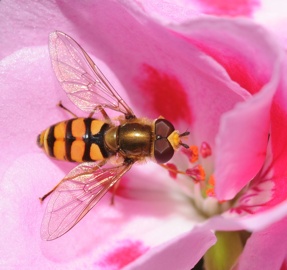 hoverfly adult