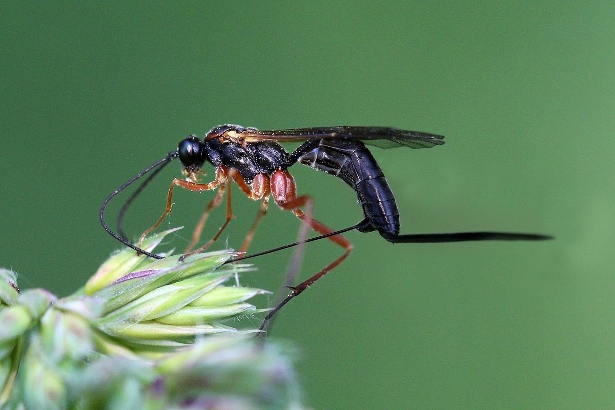 ichneumon wasp