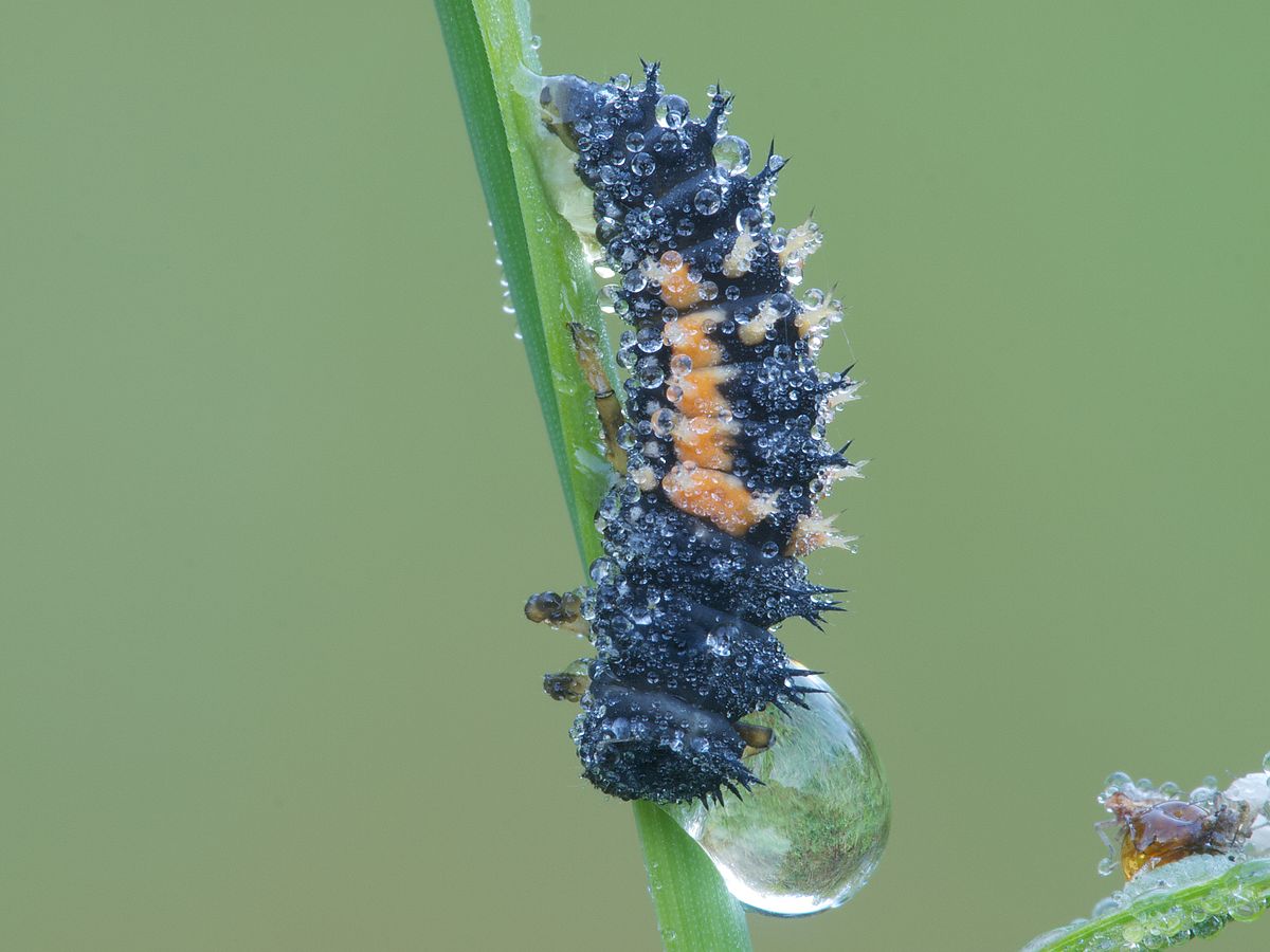 lady beetle larva