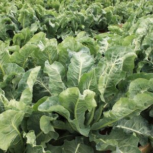 leafy greens