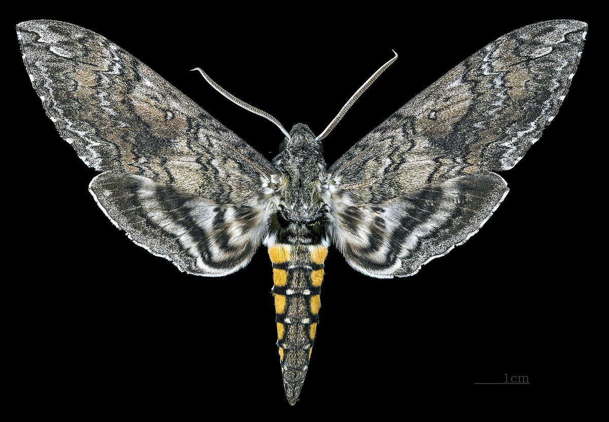 tobacco hornworm adult