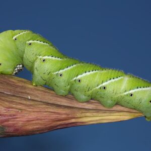 Hornworms