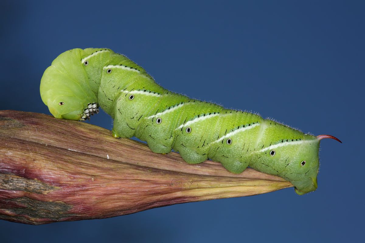 tobacco hornworm larva
