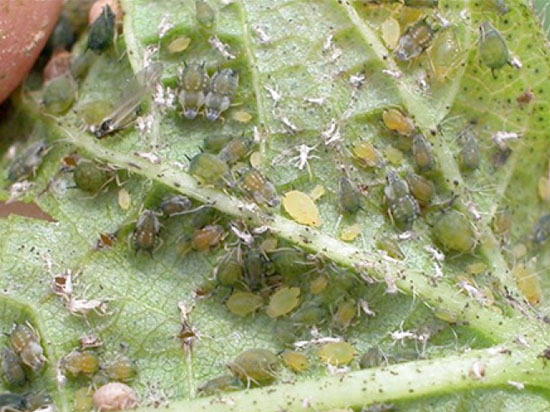 melon aphids on leaf