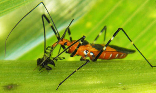 assassin bug