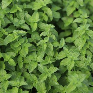mint