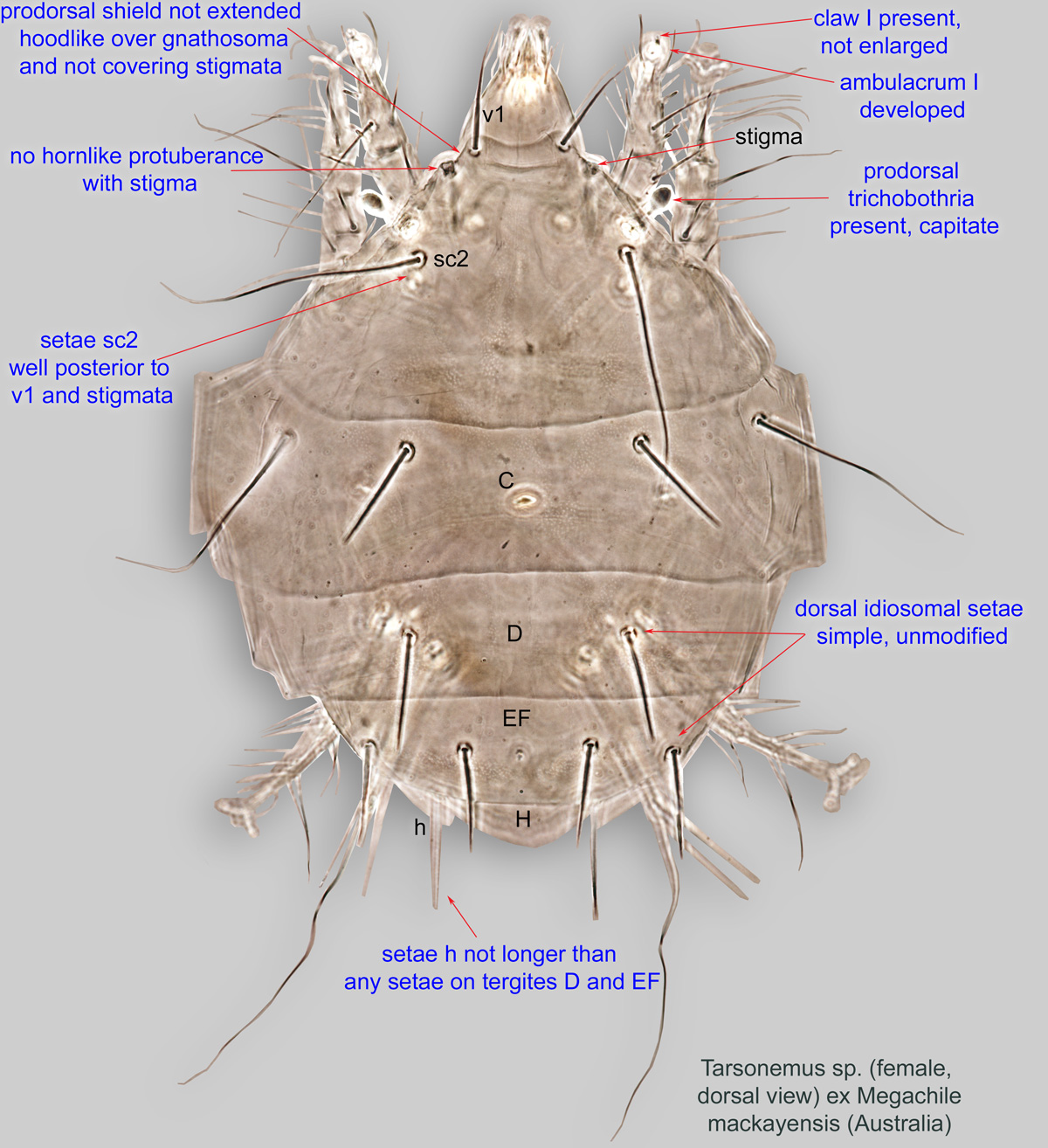 tarsonemus mite