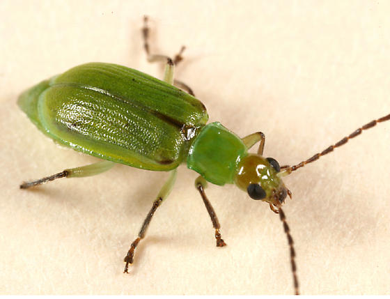 northern corn rootworm