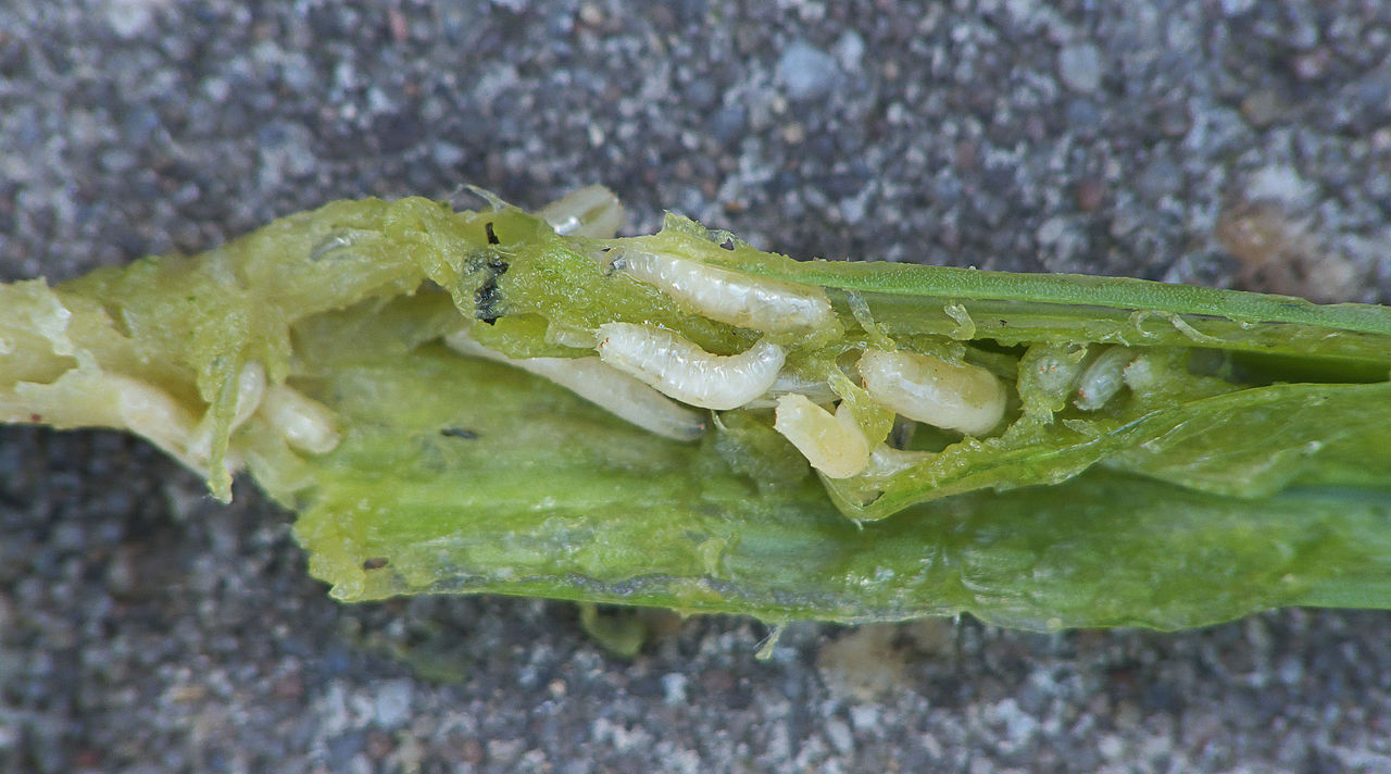 onion maggot larvae