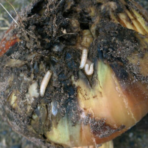 Onion Maggot