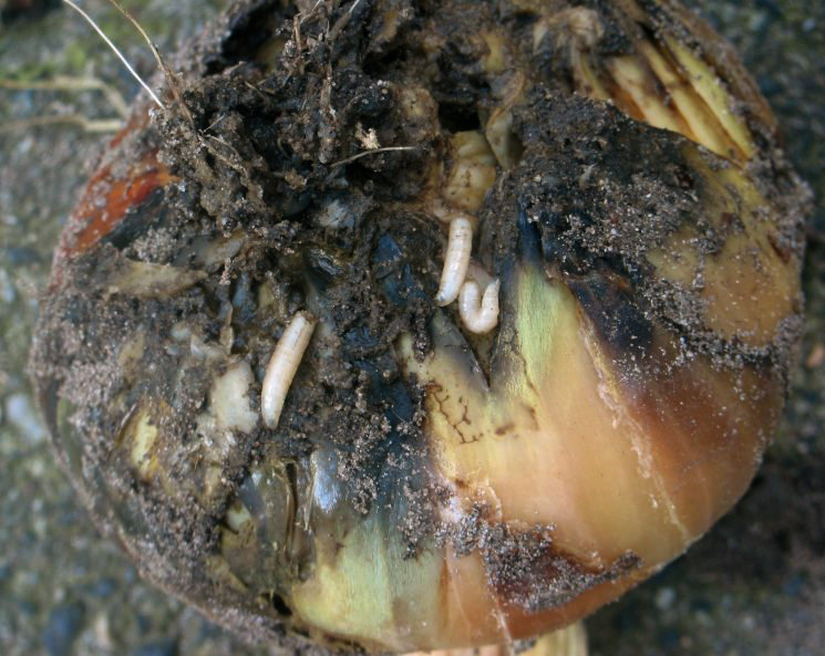 onion maggots on onion
