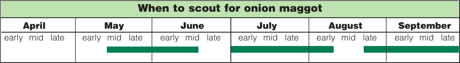 onion maggot scouting calendar