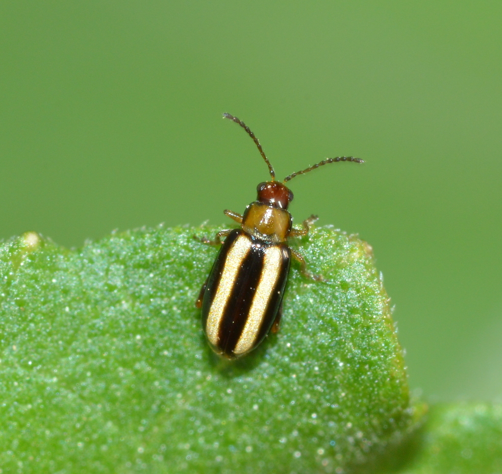 palestriped flea beetle