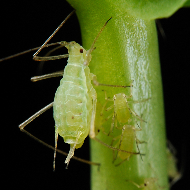 pea aphid