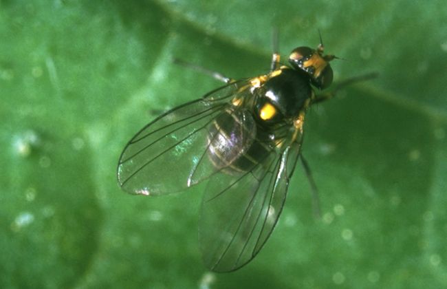 pea leafminer