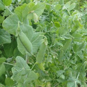 peas