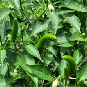 peppers