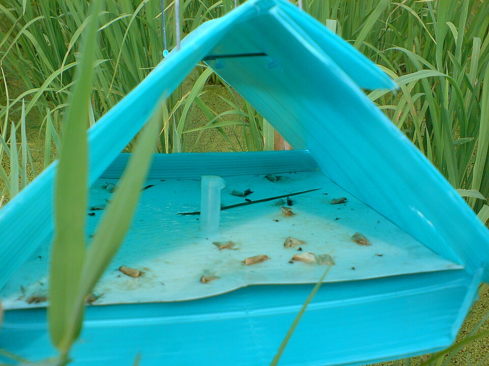 pheromone trap