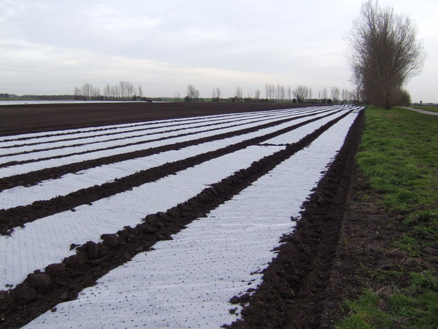 plastic mulch