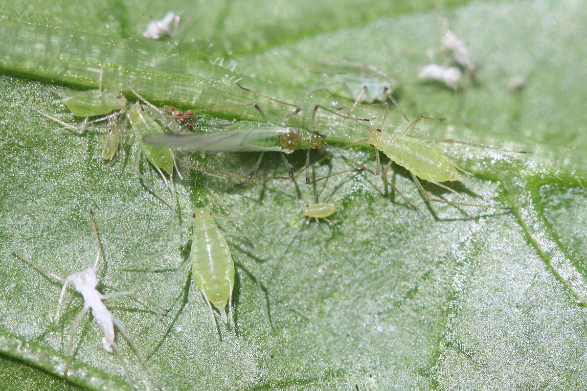 potato aphids